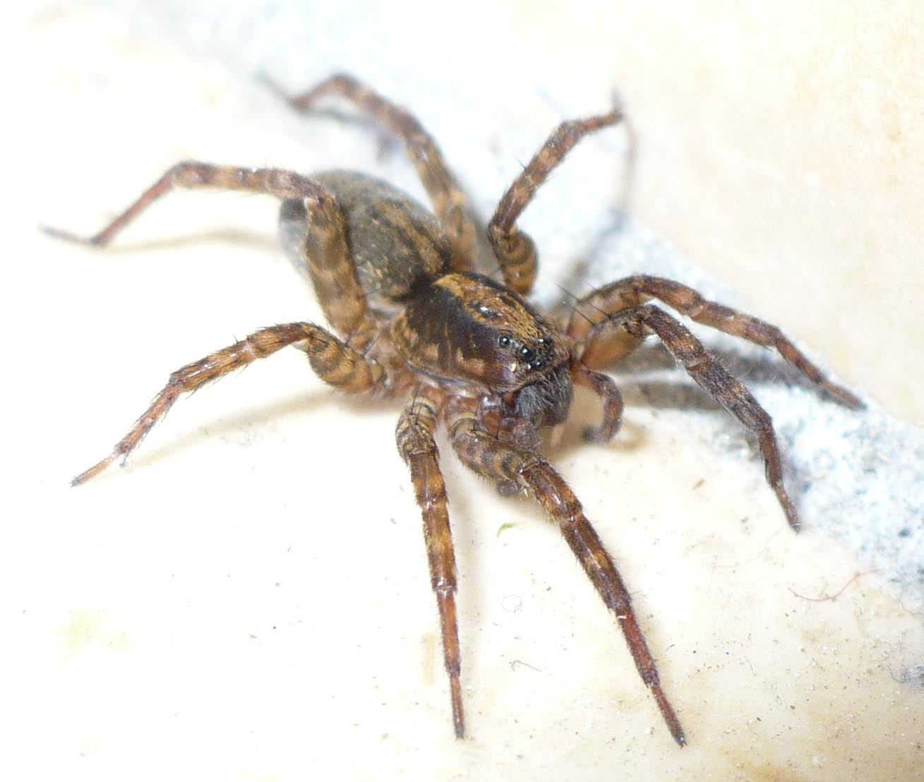 Trochosa sp. - Fenestrelle (TO)
